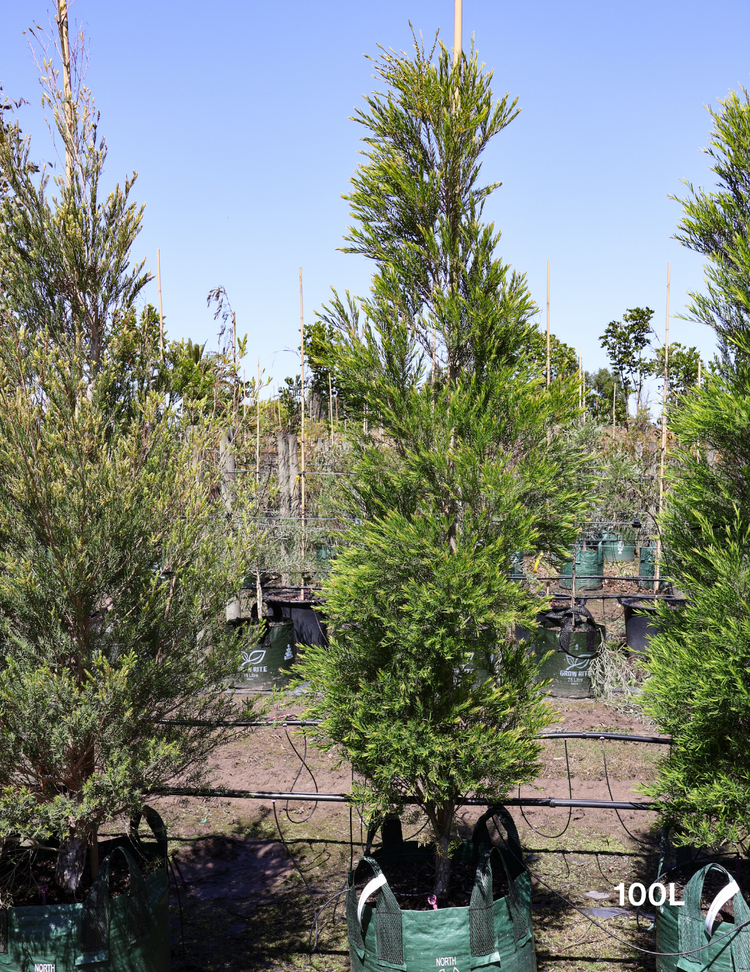 Melaleuca linariifolia
