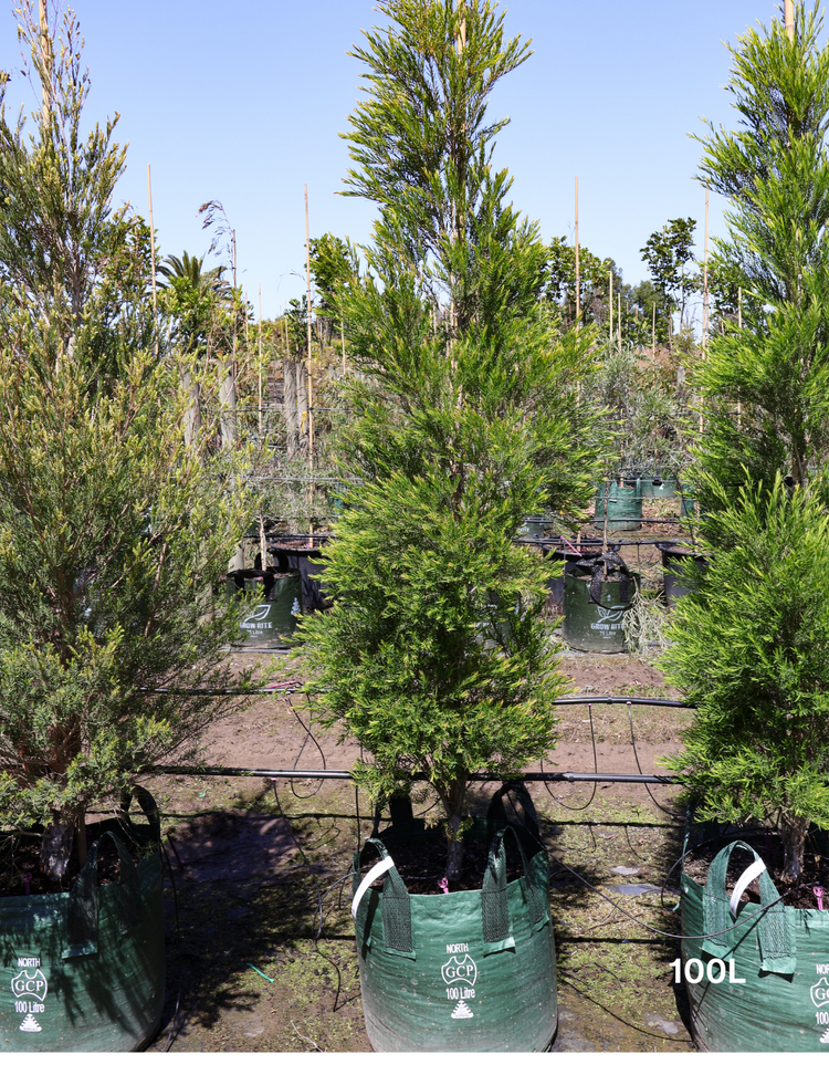 Melaleuca linariifolia