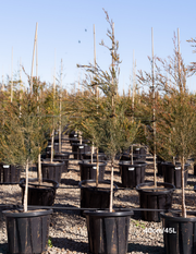 Melaleuca linariifolia (Snow in Summer) - Evergreen Trees Direct