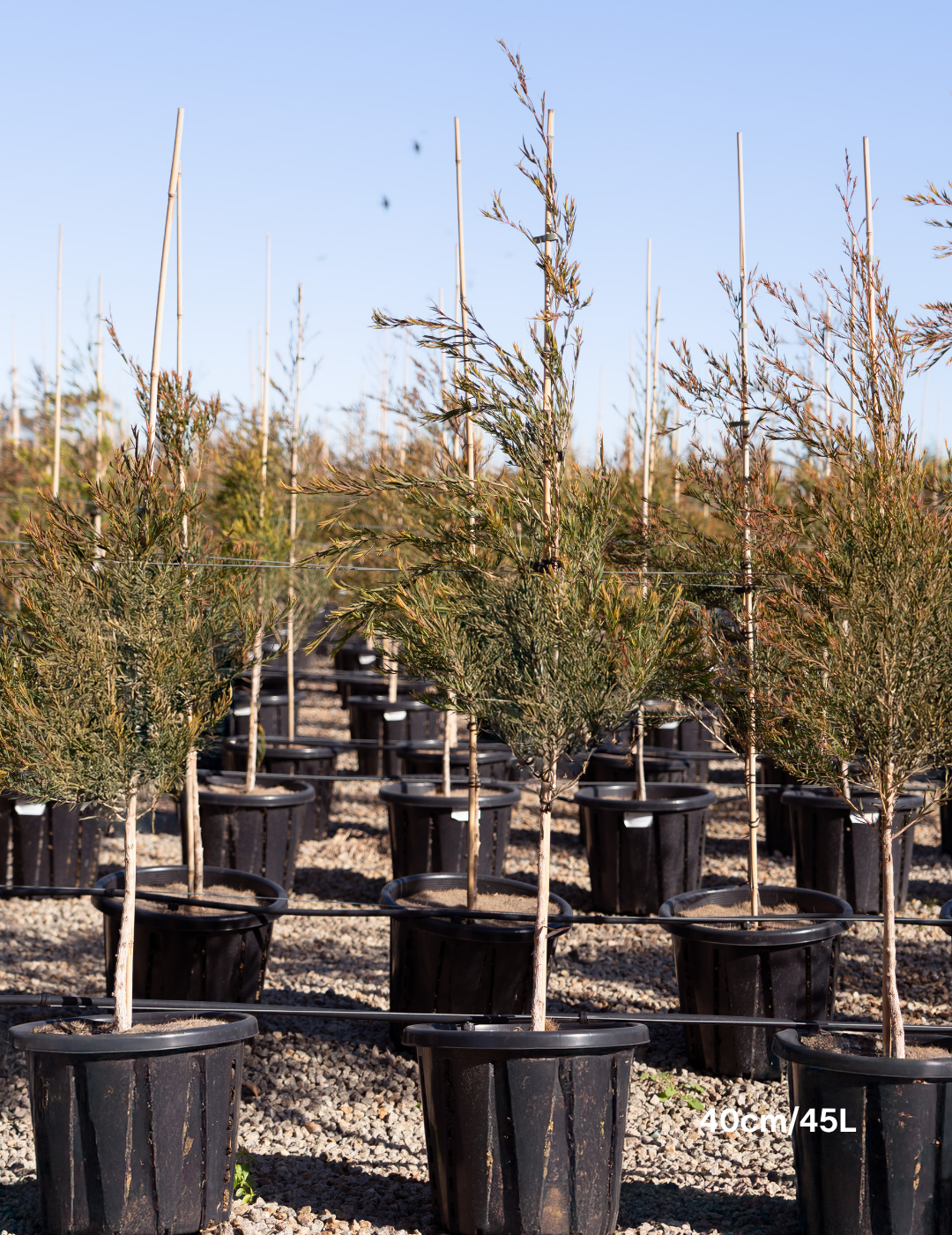 Melaleuca linariifolia (Snow in Summer) - Evergreen Trees Direct