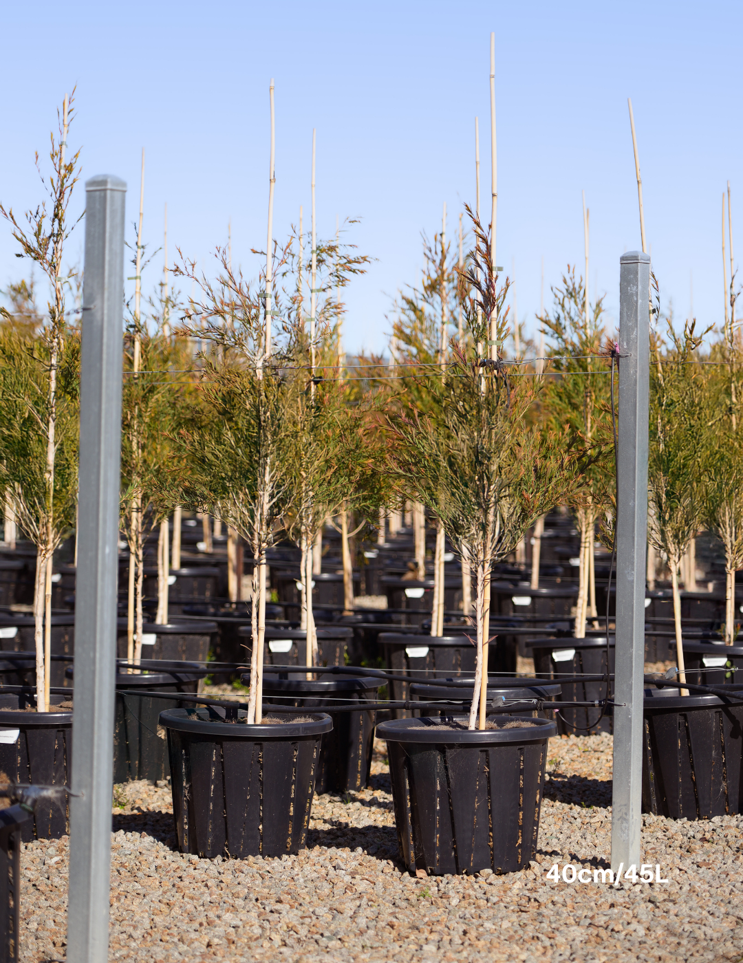 Melaleuca linariifolia (Snow in Summer) - Evergreen Trees Direct