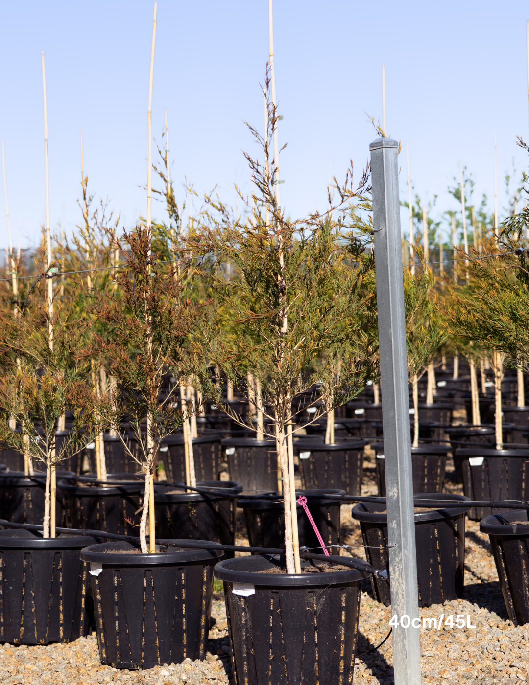 Melaleuca linariifolia (Snow in Summer) - Evergreen Trees Direct