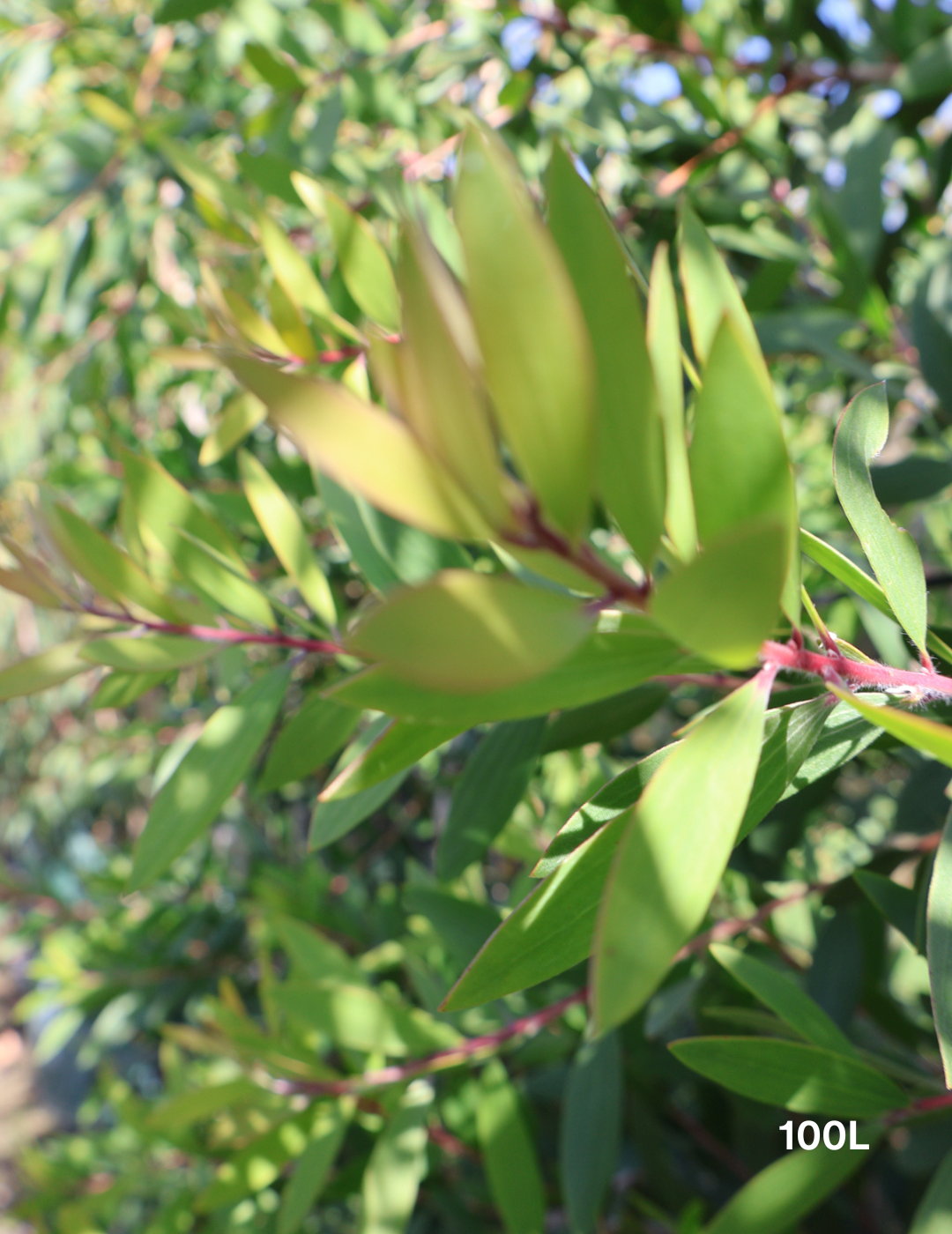 Melaleuca Quinquenervia Leaves High Poly | Melaleuca Quinquenervia