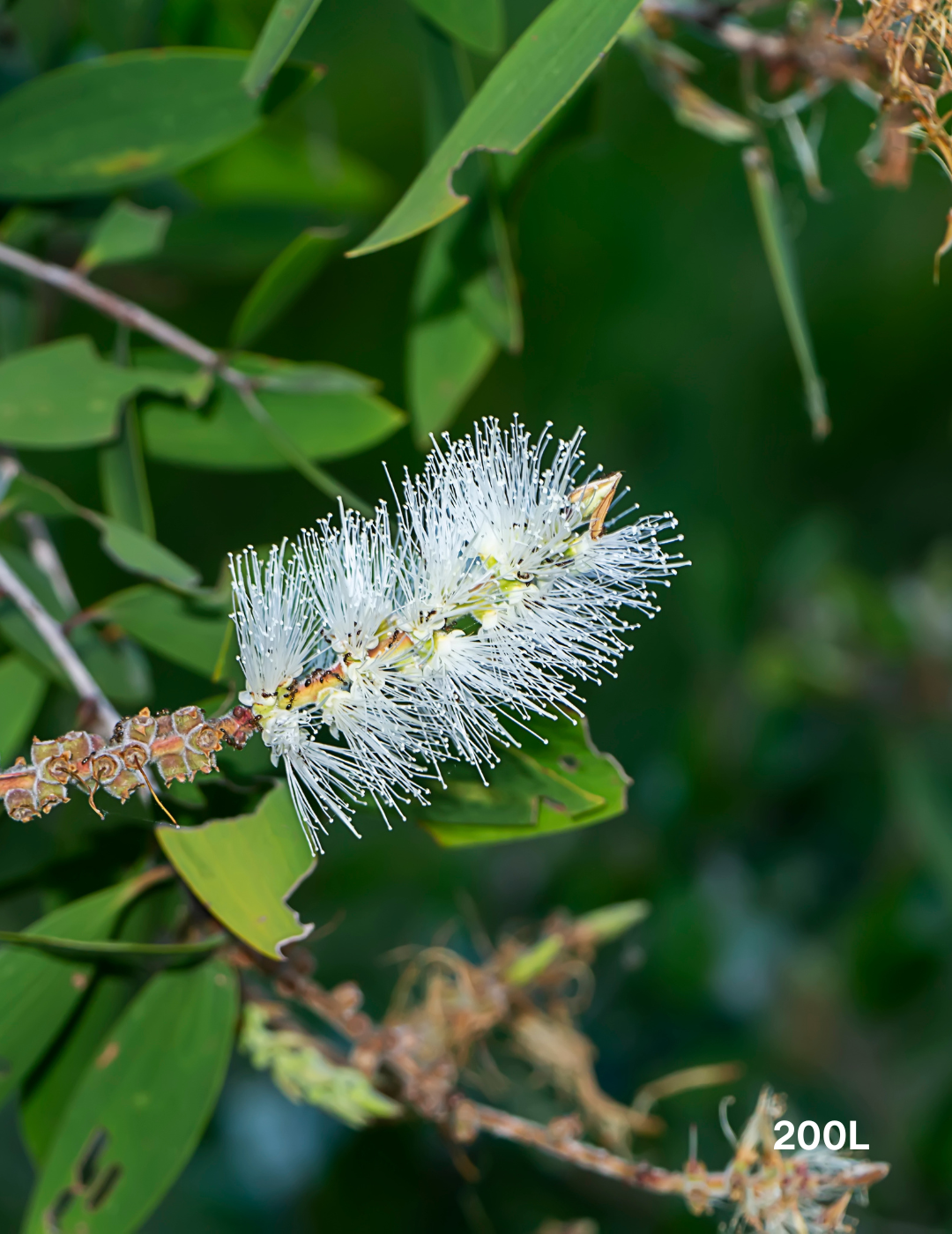 Melaleuca Quinquenervia Leaves