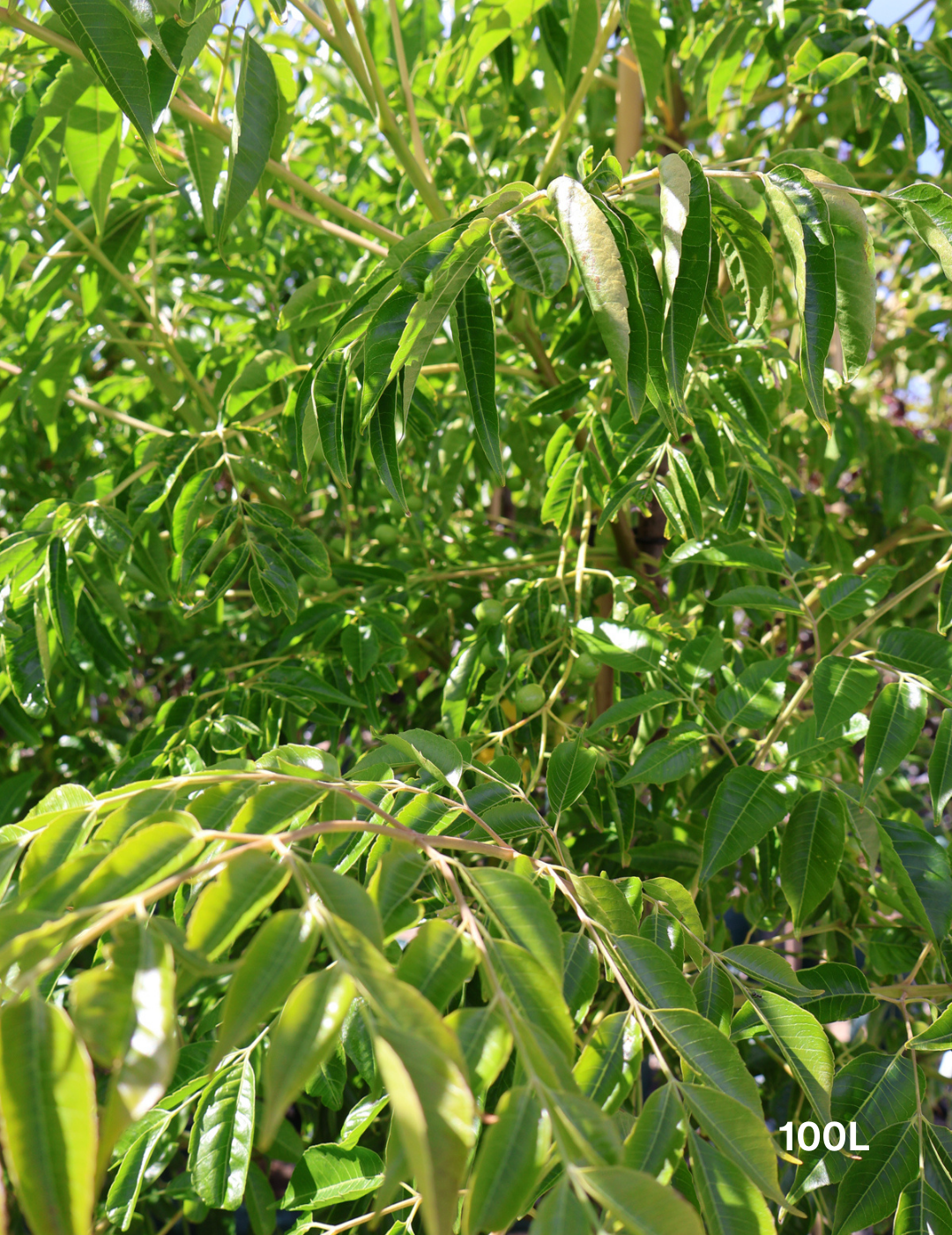 Melia azedarach 'Caroline' - Evergreen Trees Direct