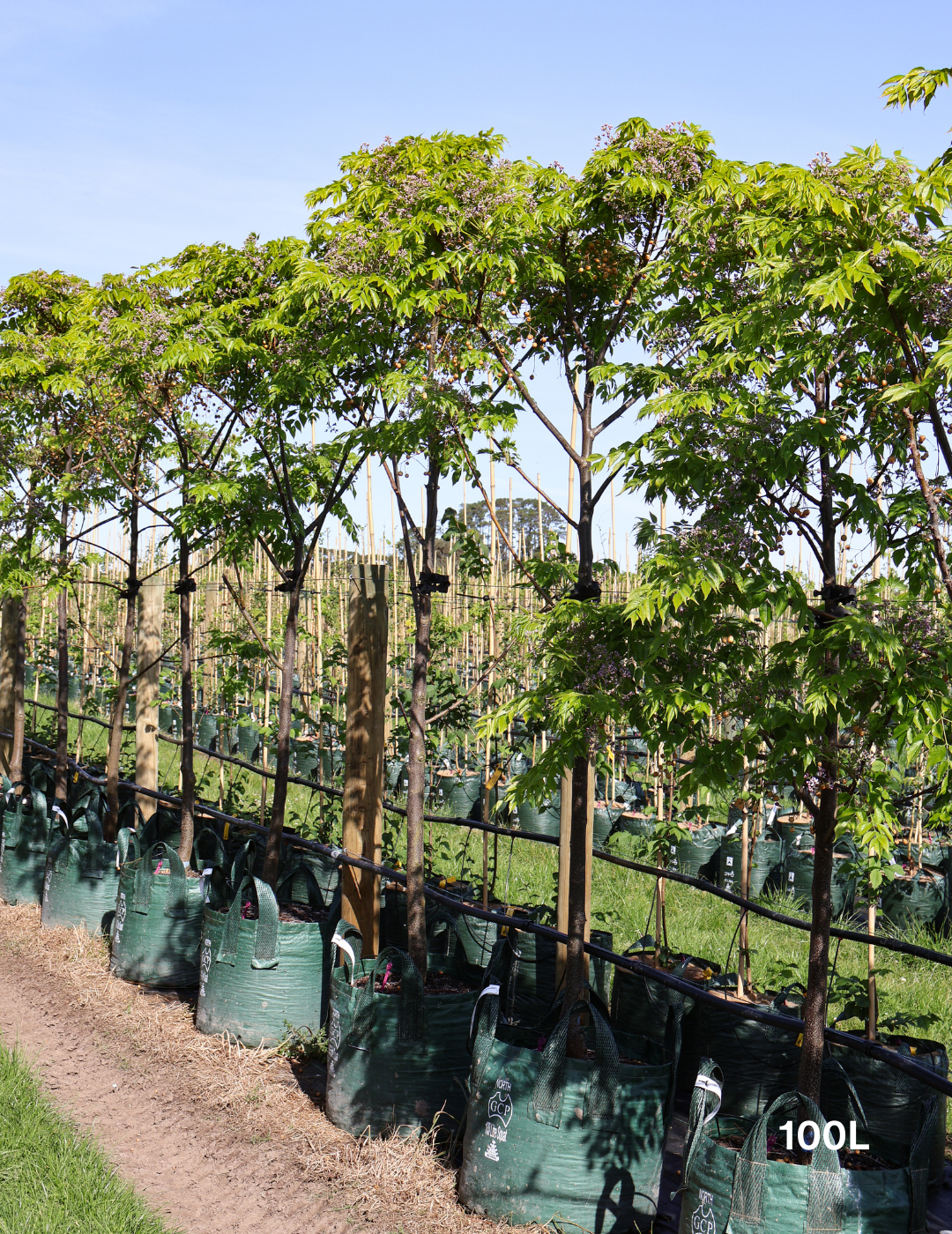 Melia azedarach 'Caroline' - Evergreen Trees Direct