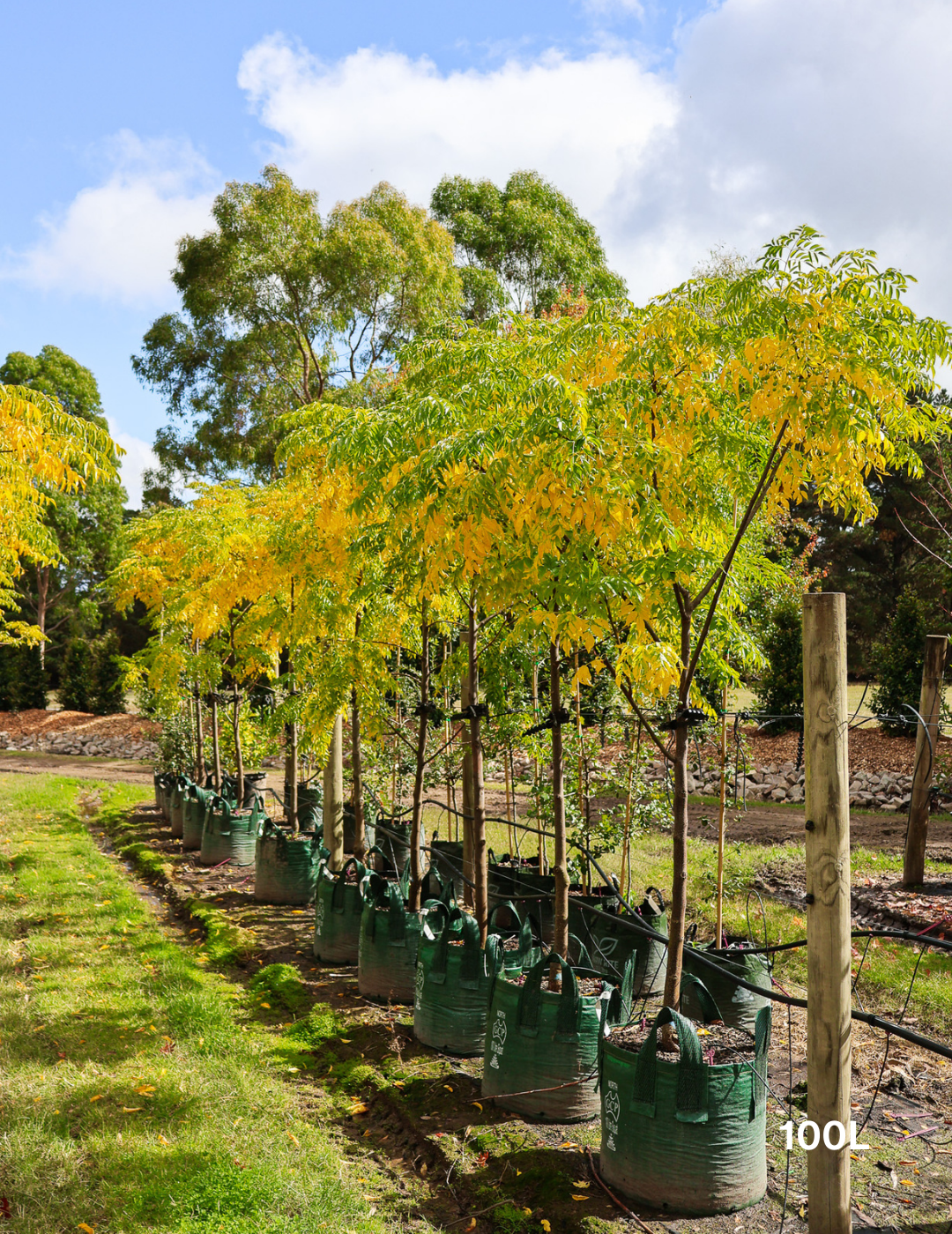 Melia azedarach 'Caroline' - Evergreen Trees Direct