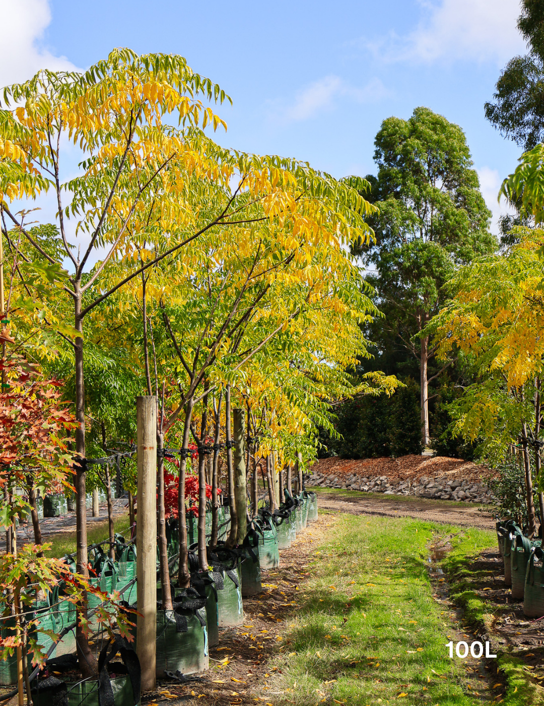 Melia azedarach 'Caroline' - Evergreen Trees Direct