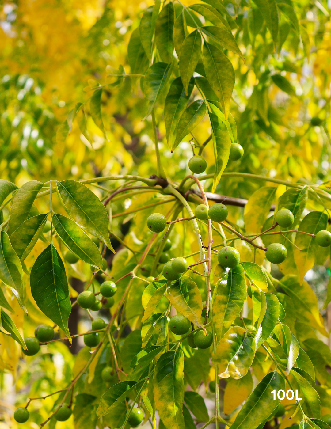 Melia azedarach 'Caroline' - Evergreen Trees Direct