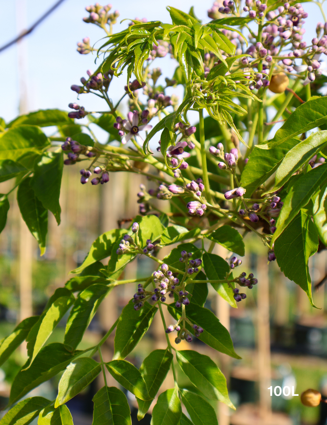 Melia azedarach 'Caroline' - Evergreen Trees Direct