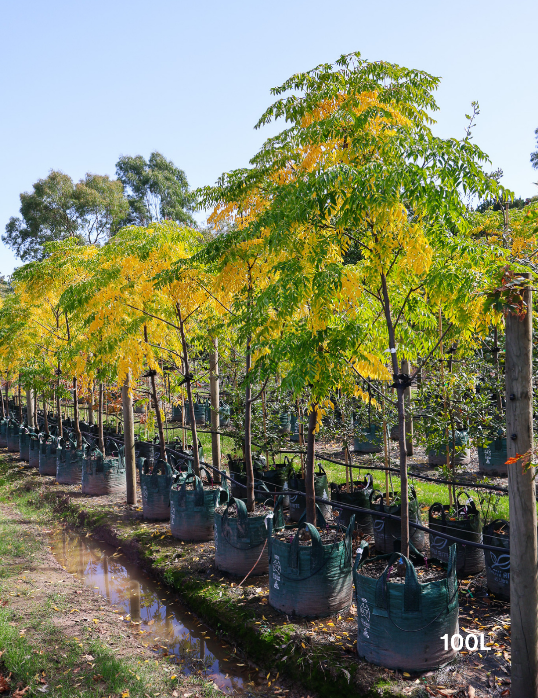 Melia azedarach 'Caroline' - Evergreen Trees Direct