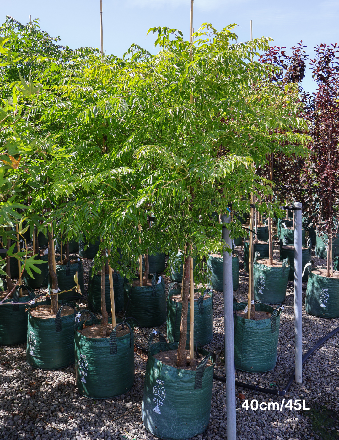 Melia azedarach 'Caroline' - Evergreen Trees Direct