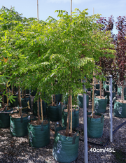 Melia azedarach - Evergreen Trees Direct