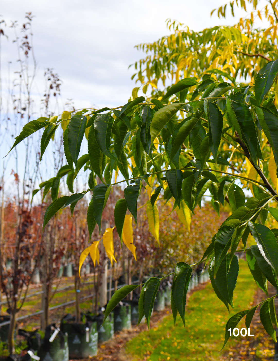 Melia azedarach 'Elite' - Evergreen Trees Direct