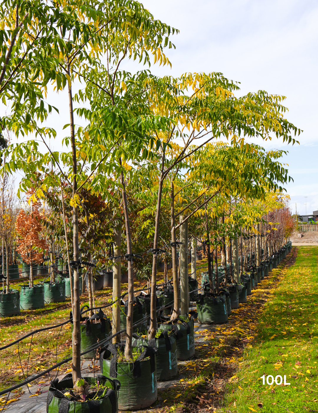 Melia azedarach 'Elite' - Evergreen Trees Direct