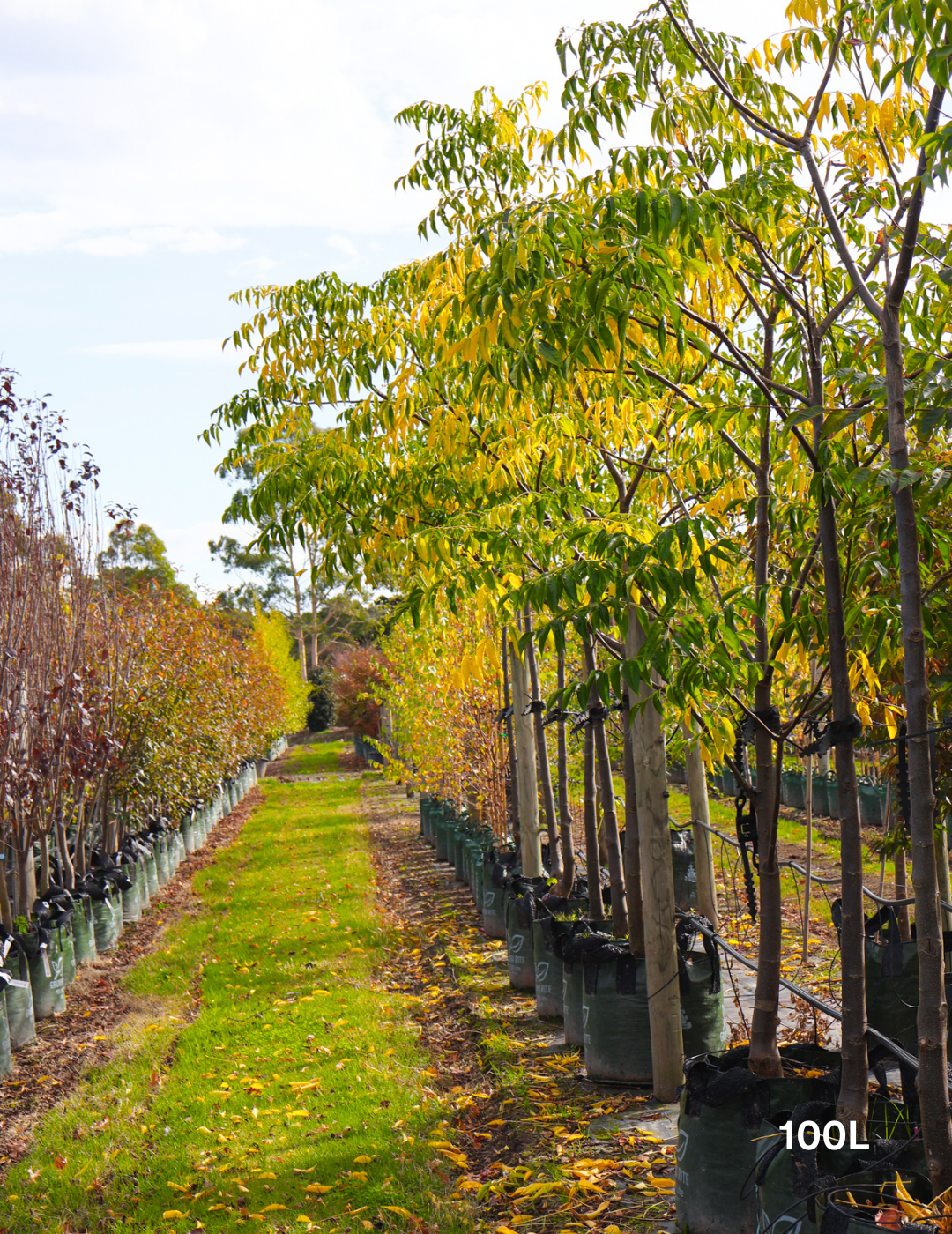 Melia azedarach 'Elite' - Evergreen Trees Direct