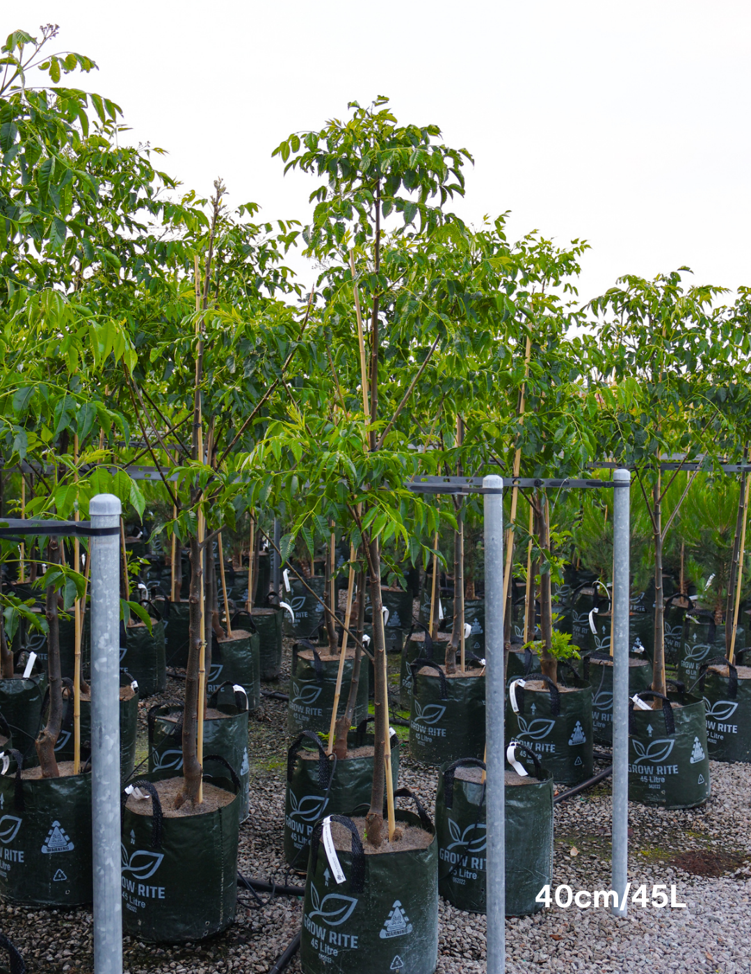 Melia azedarach 'Elite' - Evergreen Trees Direct