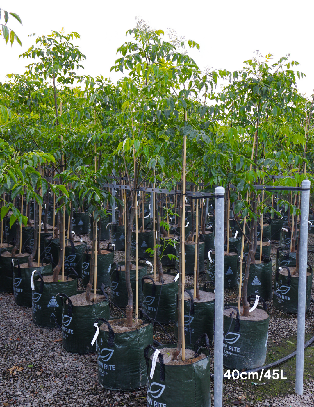 Melia azedarach 'Elite' - Evergreen Trees Direct