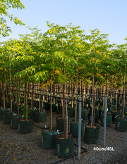 Melia azedarach 'Elite' - Evergreen Trees Direct