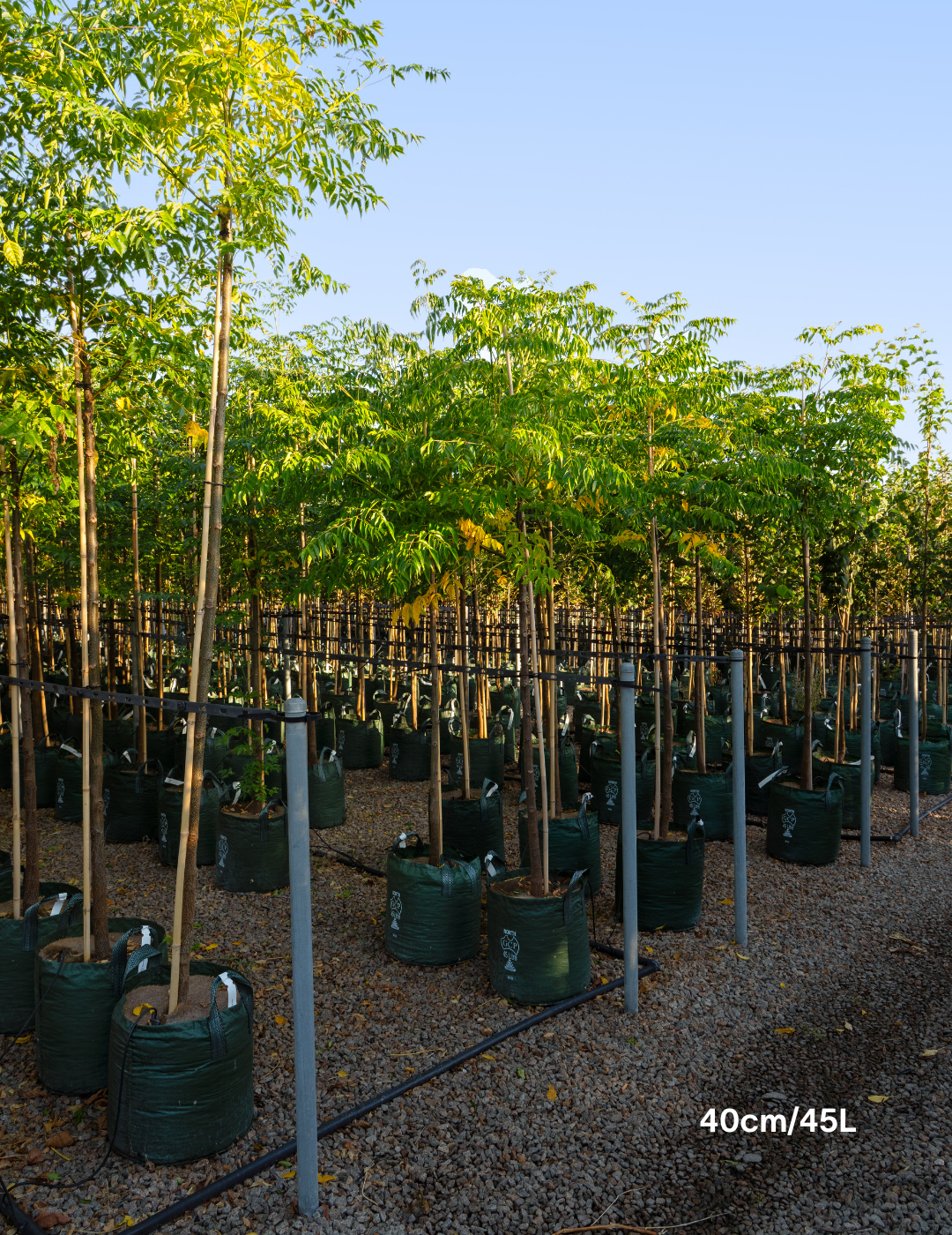 Melia azedarach 'Elite'