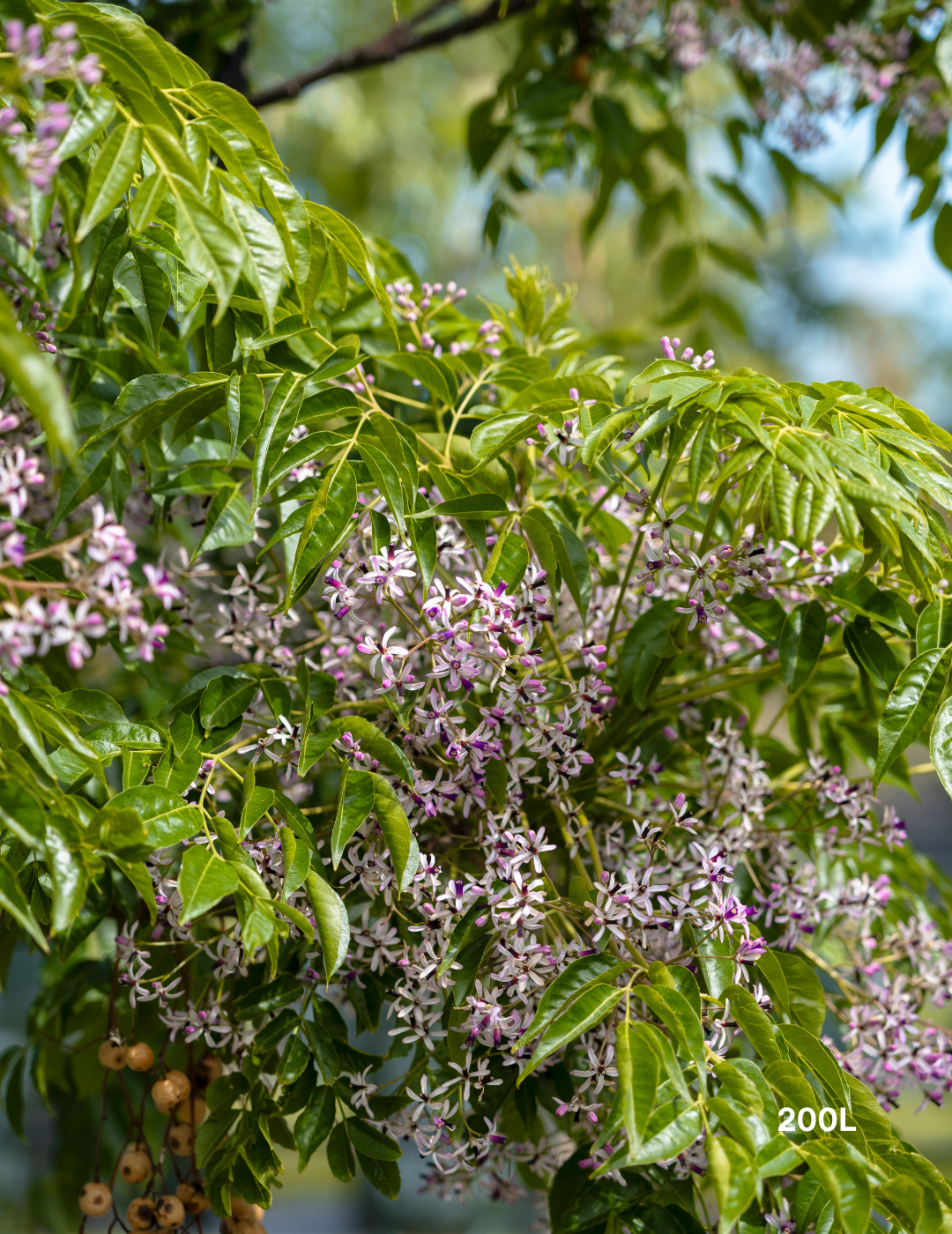 Melia azedarach 'Caroline' - Evergreen Trees Direct