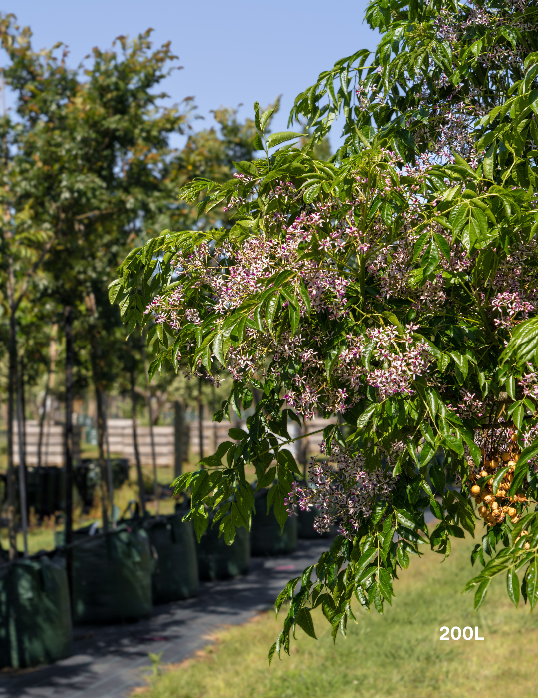 Melia azedarach 'Caroline'