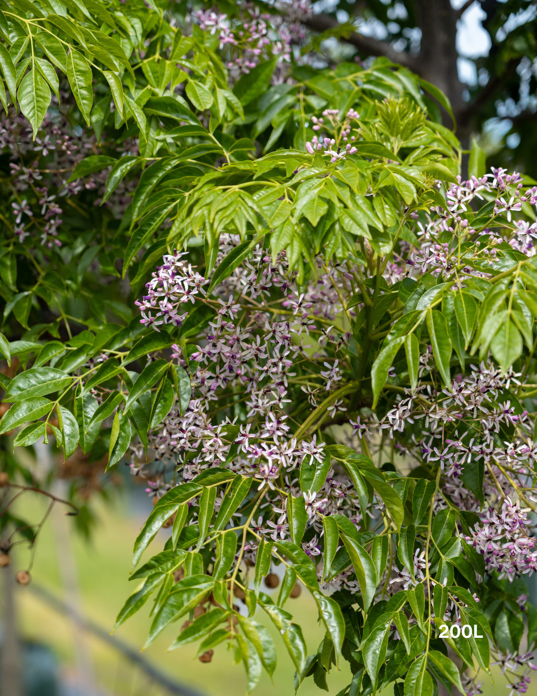 Melia azedarach 'Caroline' - Evergreen Trees Direct