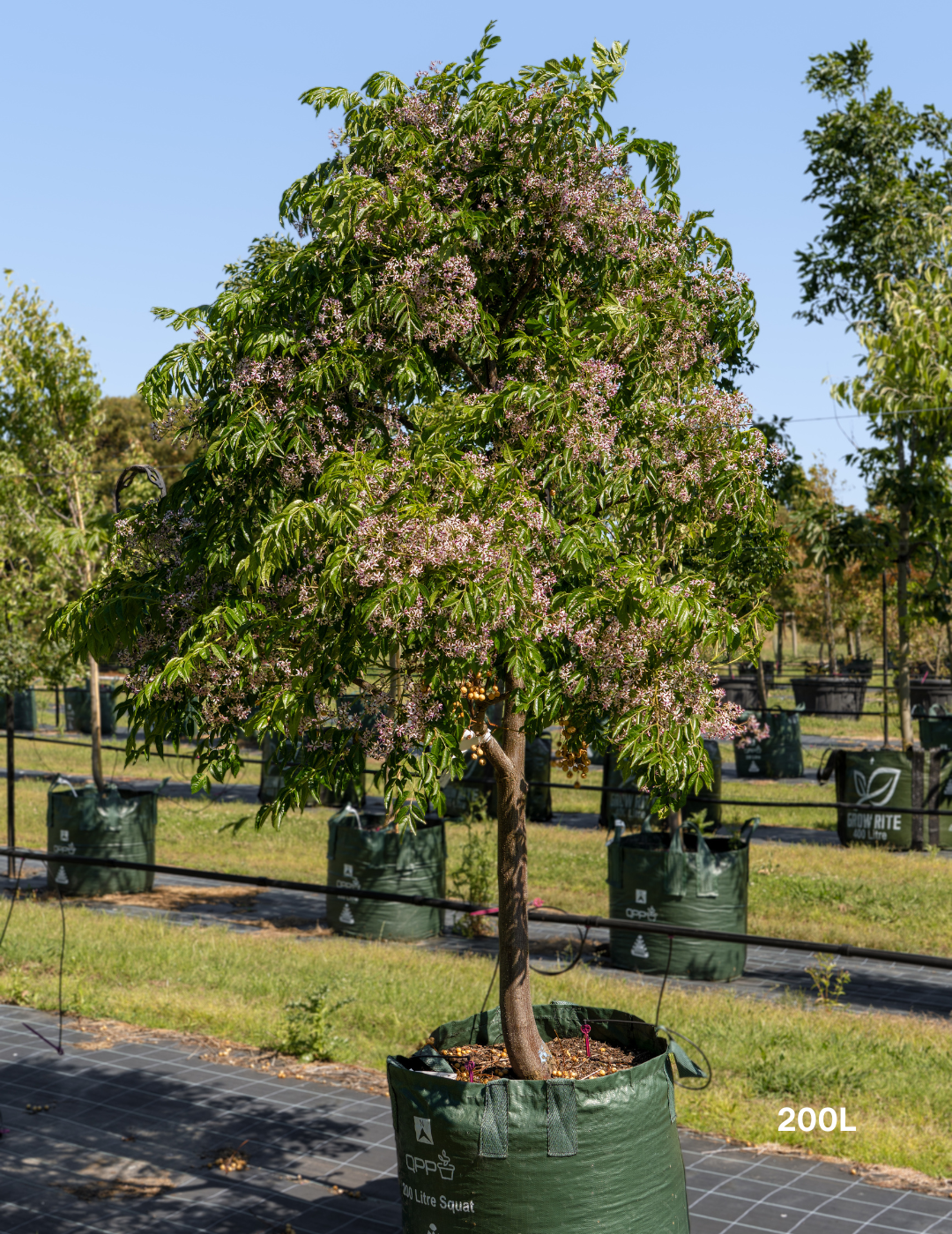 Melia azedarach 'Caroline' - Evergreen Trees Direct