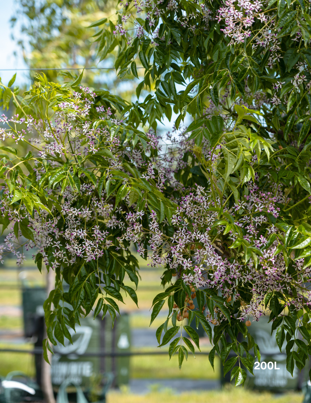 Melia azedarach 'Caroline' - Evergreen Trees Direct