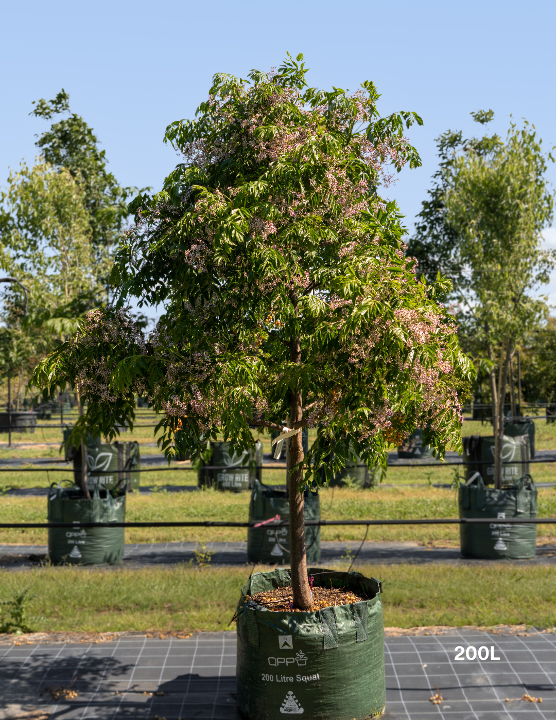 Melia azedarach 'Caroline'