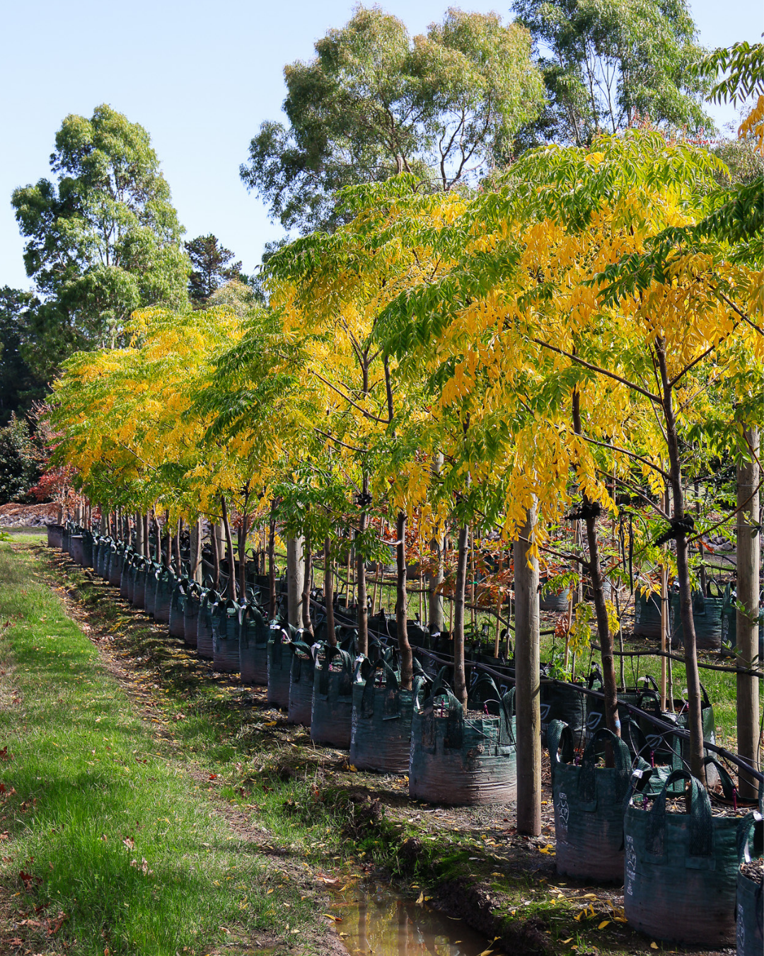 Evergreen Trees Direct