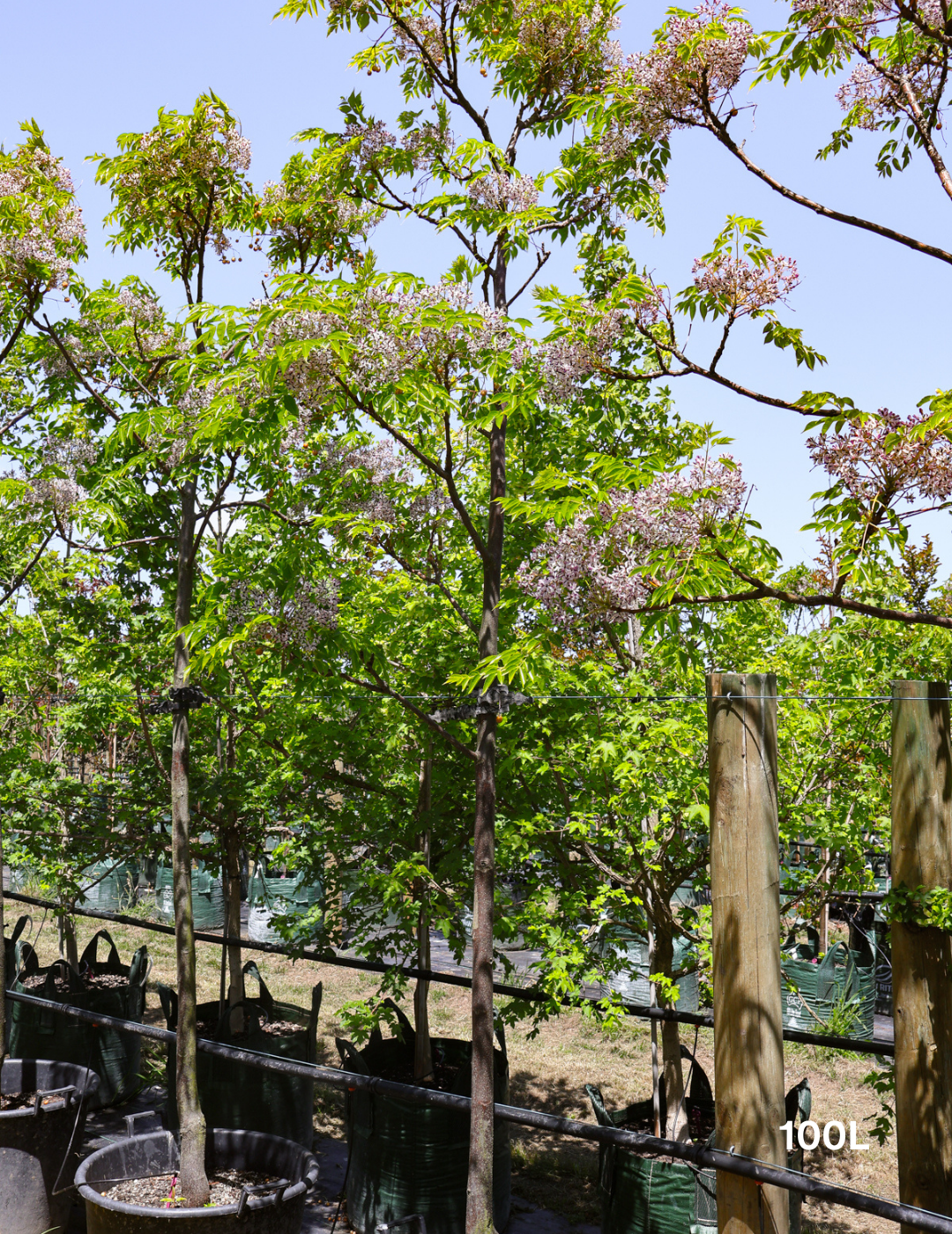 Melia azedarach 'Lilac Lady' - Evergreen Trees Direct
