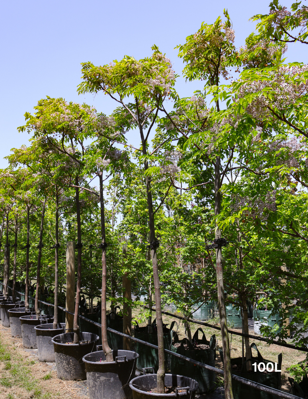 Melia azedarach 'Lilac Lady' - Evergreen Trees Direct