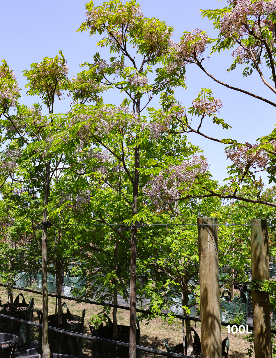 Melia azedarach 'Lilac Lady' - Evergreen Trees Direct