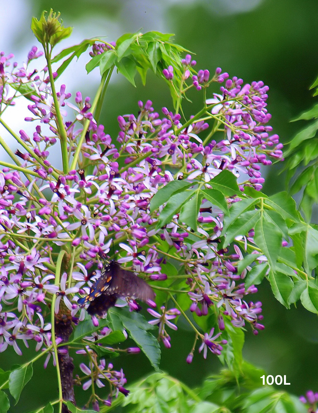 Melia azedarach 'Lilac Lady' - Evergreen Trees Direct