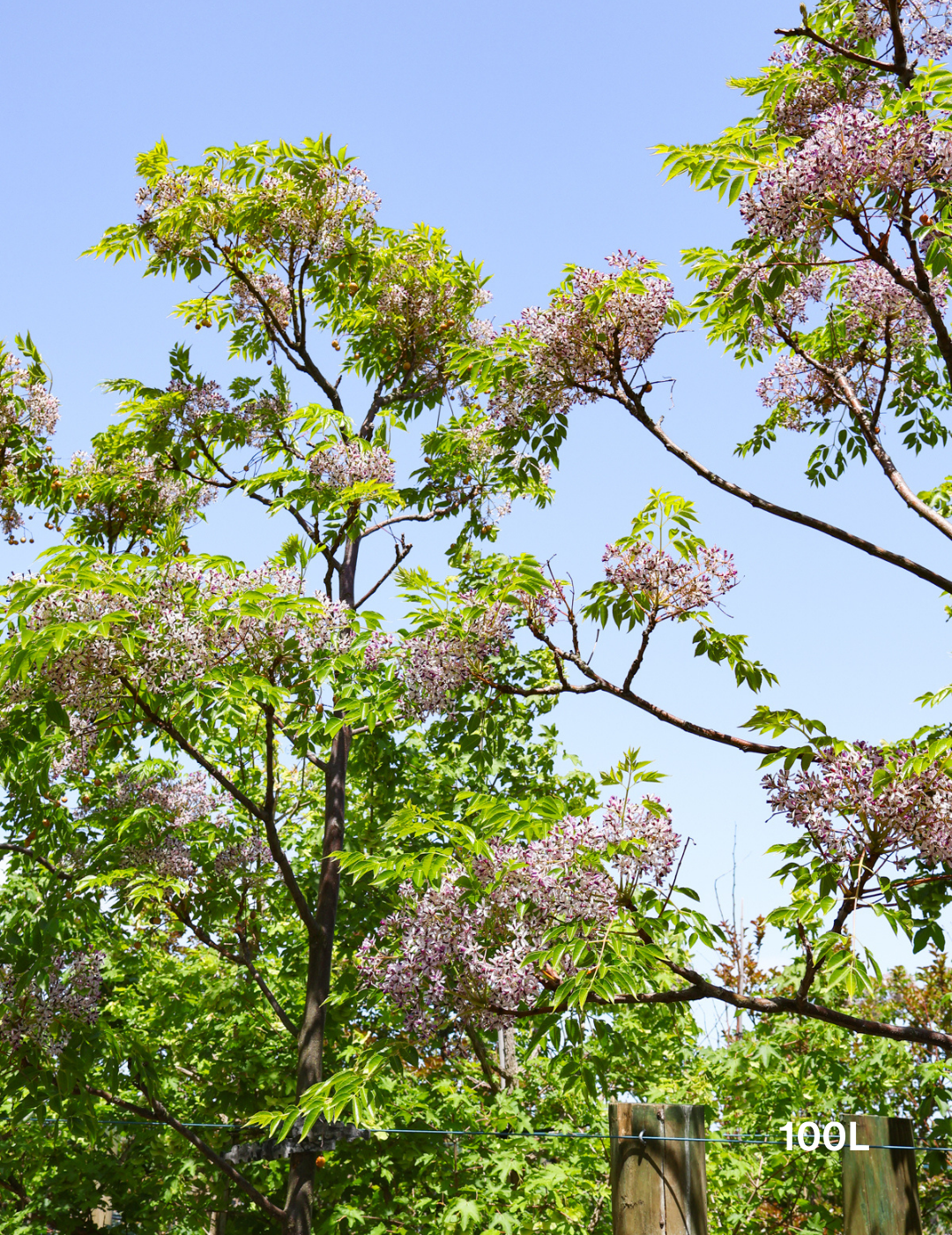 Melia azedarach 'Lilac Lady' - Evergreen Trees Direct