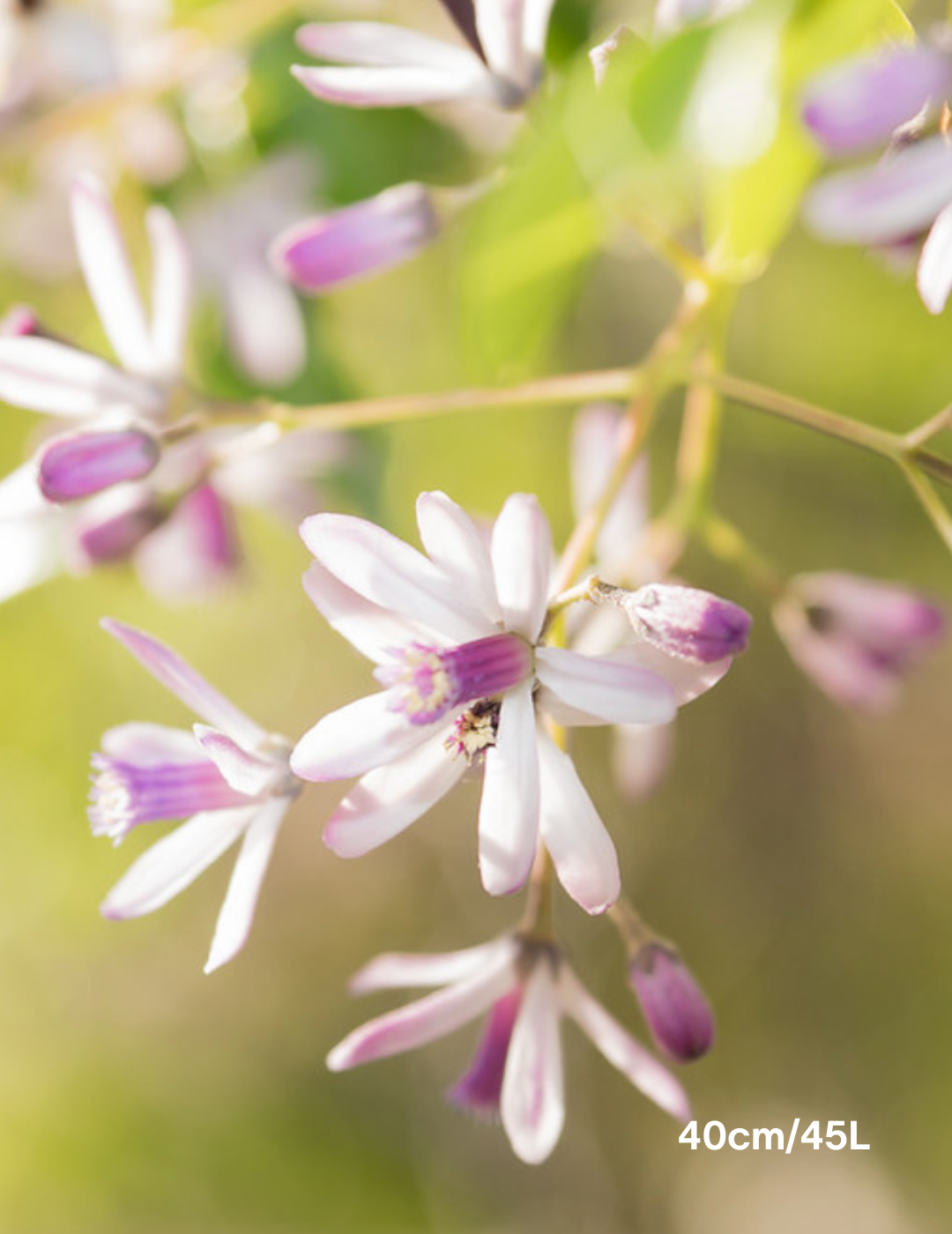 Melia azedarach 'Lilac Lady' - Evergreen Trees Direct