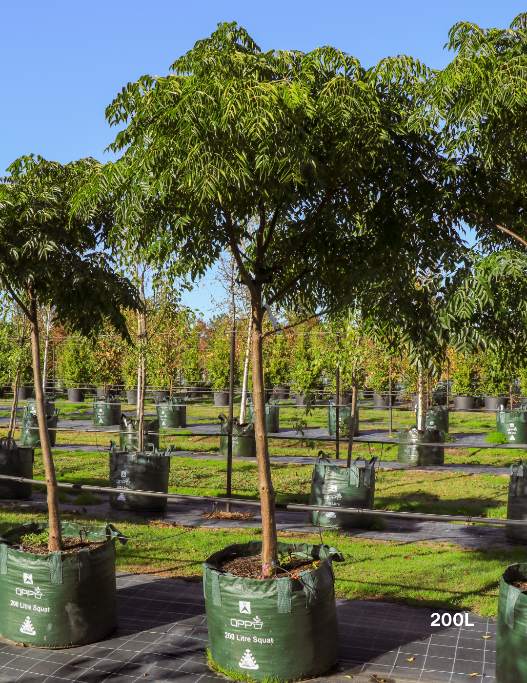 Melia azedarach 'Caroline' - Evergreen Trees Direct