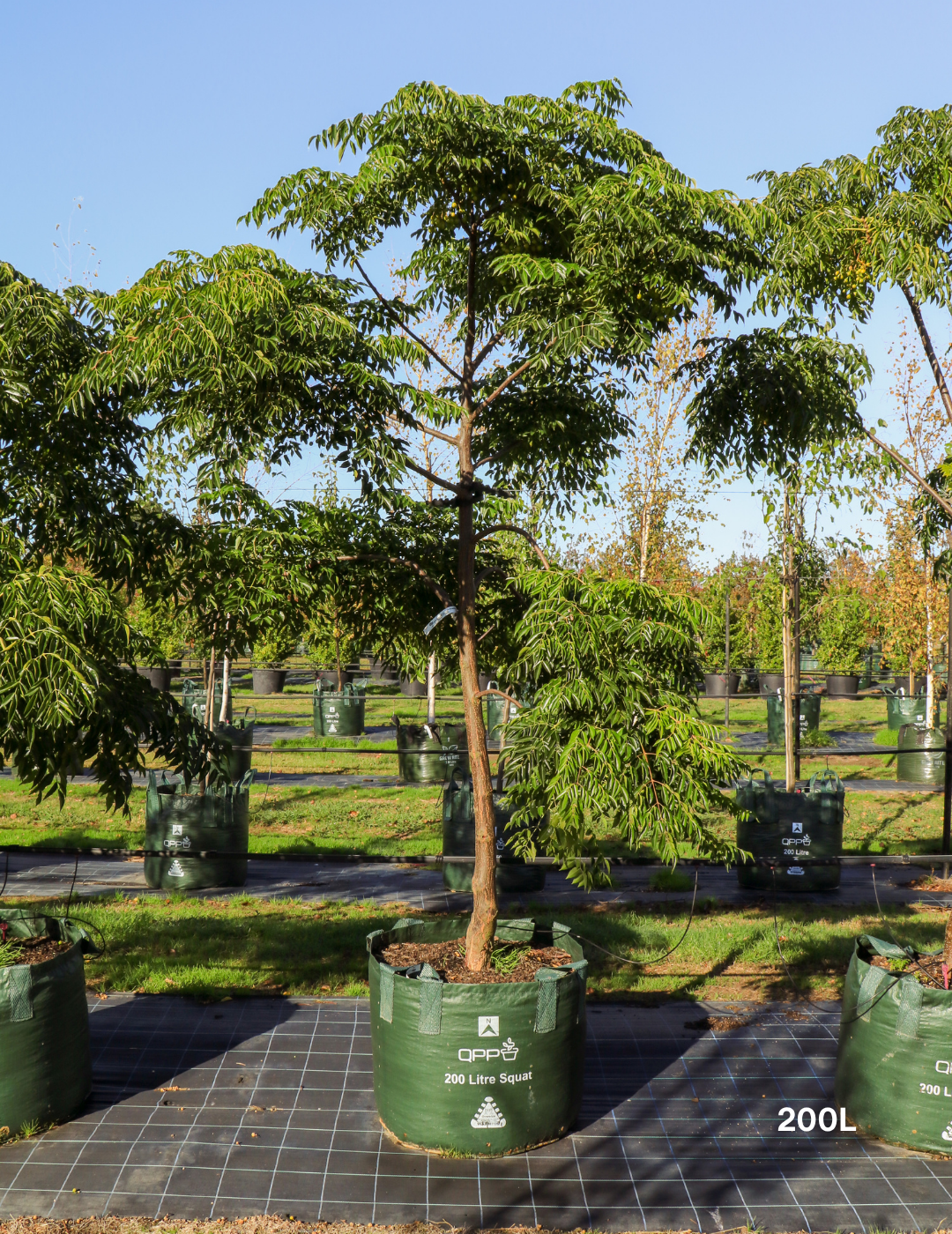 Melia azedarach 'Caroline' - Evergreen Trees Direct