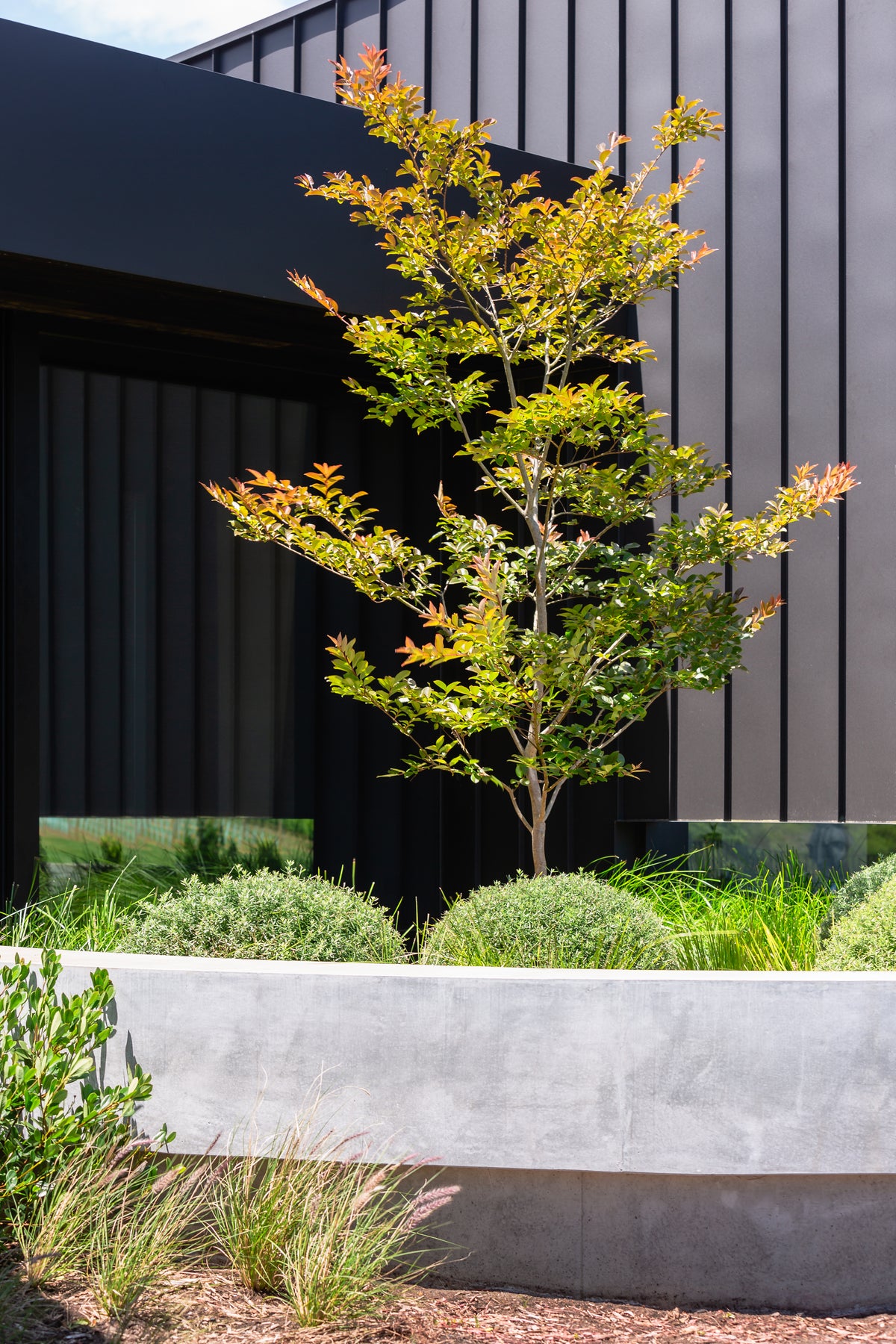 The Best Australian Native Trees for Low-Maintenance Gardens