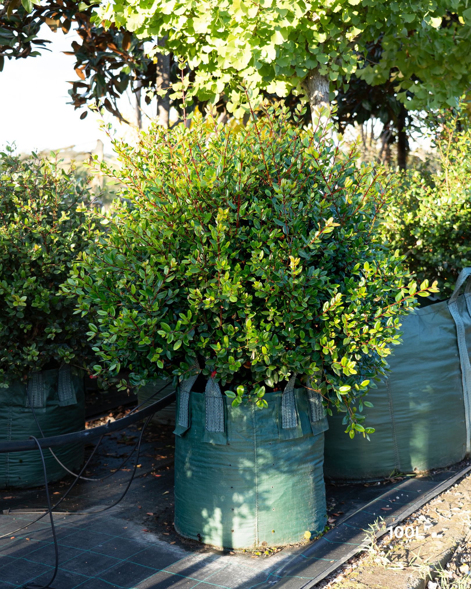 Metrosideros excelsa Topiary Balls