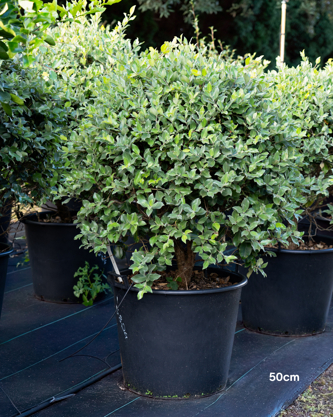Metrosideros excelsa 'Thomasii' – New Zealand Christmas Bush / Pohutukawa