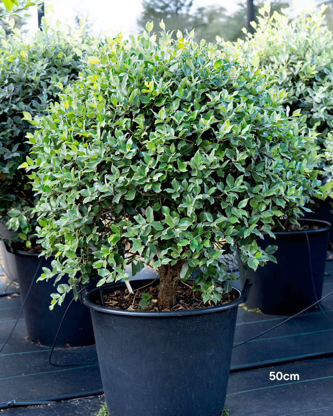 Metrosideros excelsa 'Thomasii' – New Zealand Christmas Bush / Pohutukawa