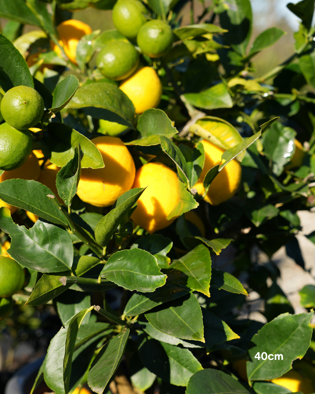 Citrus × meyeri ‘Lemonicious’ PBR – Lemonicious Meyer Lemon