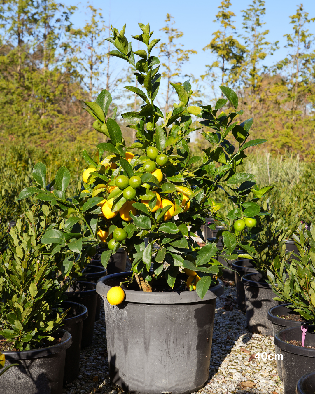 Citrus × meyeri ‘Lemonicious’ PBR – Lemonicious Meyer Lemon