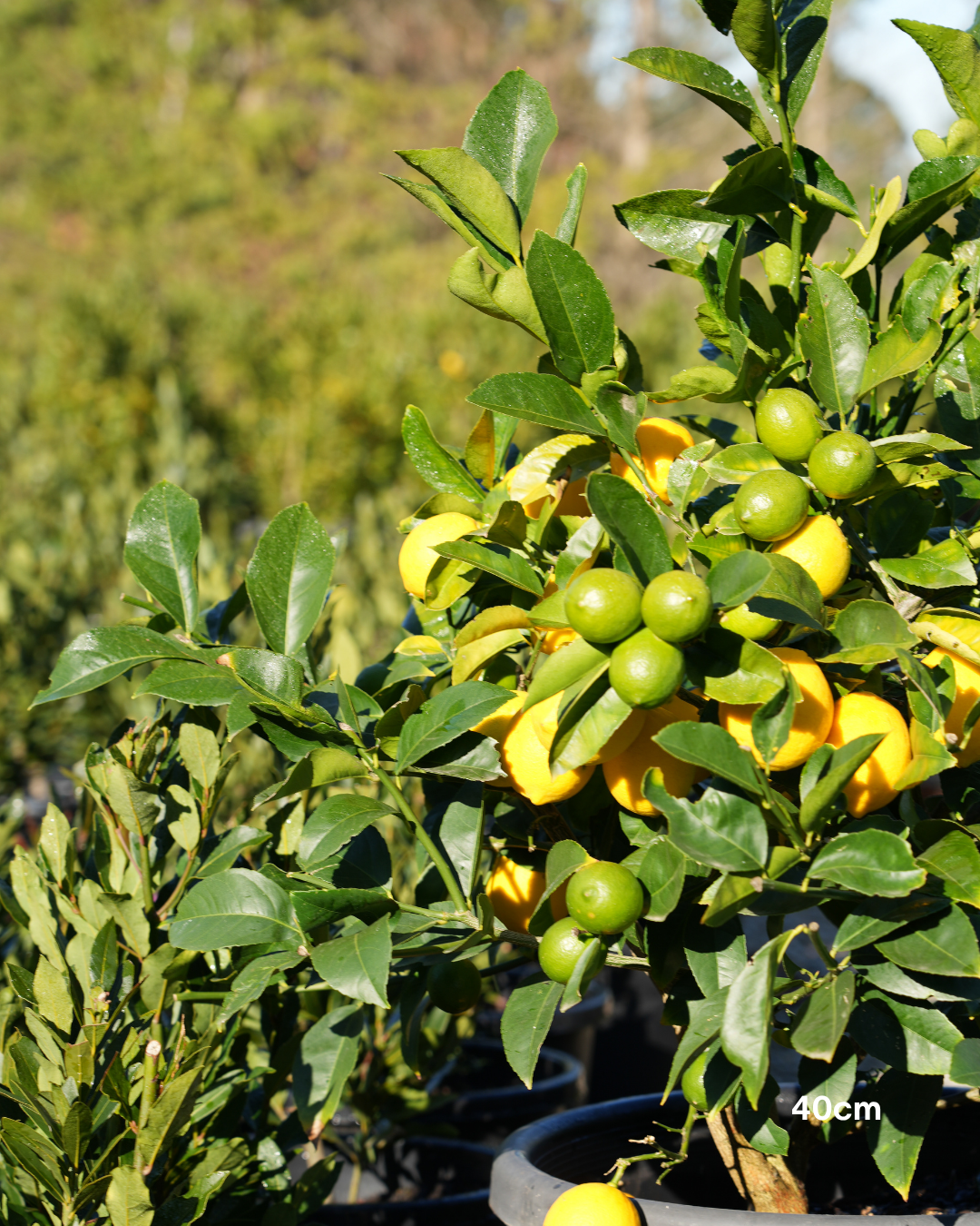Citrus × meyeri ‘Lemonicious’ PBR – Lemonicious Meyer Lemon