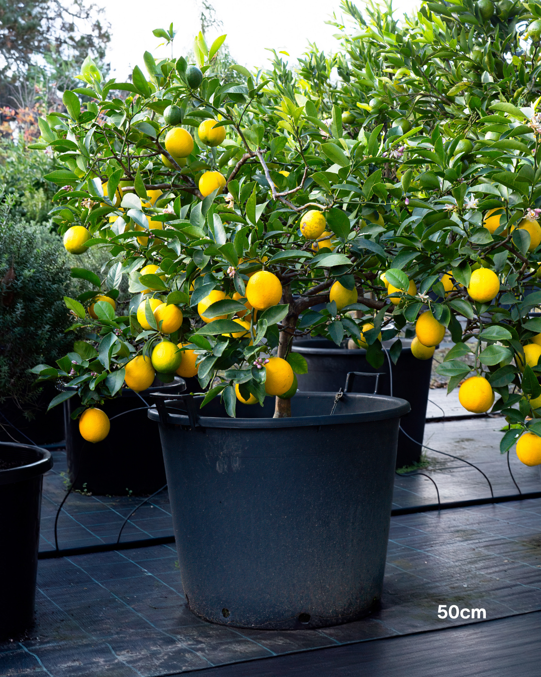 Citrus × meyeri ‘Lemonicious’ PBR – Lemonicious Meyer Lemon