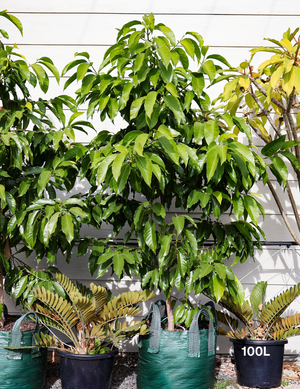 Michelia alba | White Champaca Fragrant Tree