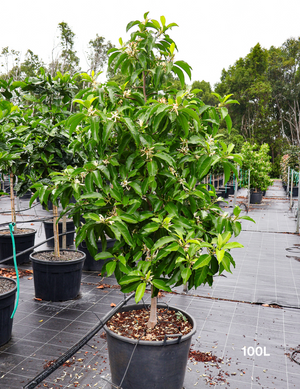 Michelia alba | White Champaca Fragrant Tree