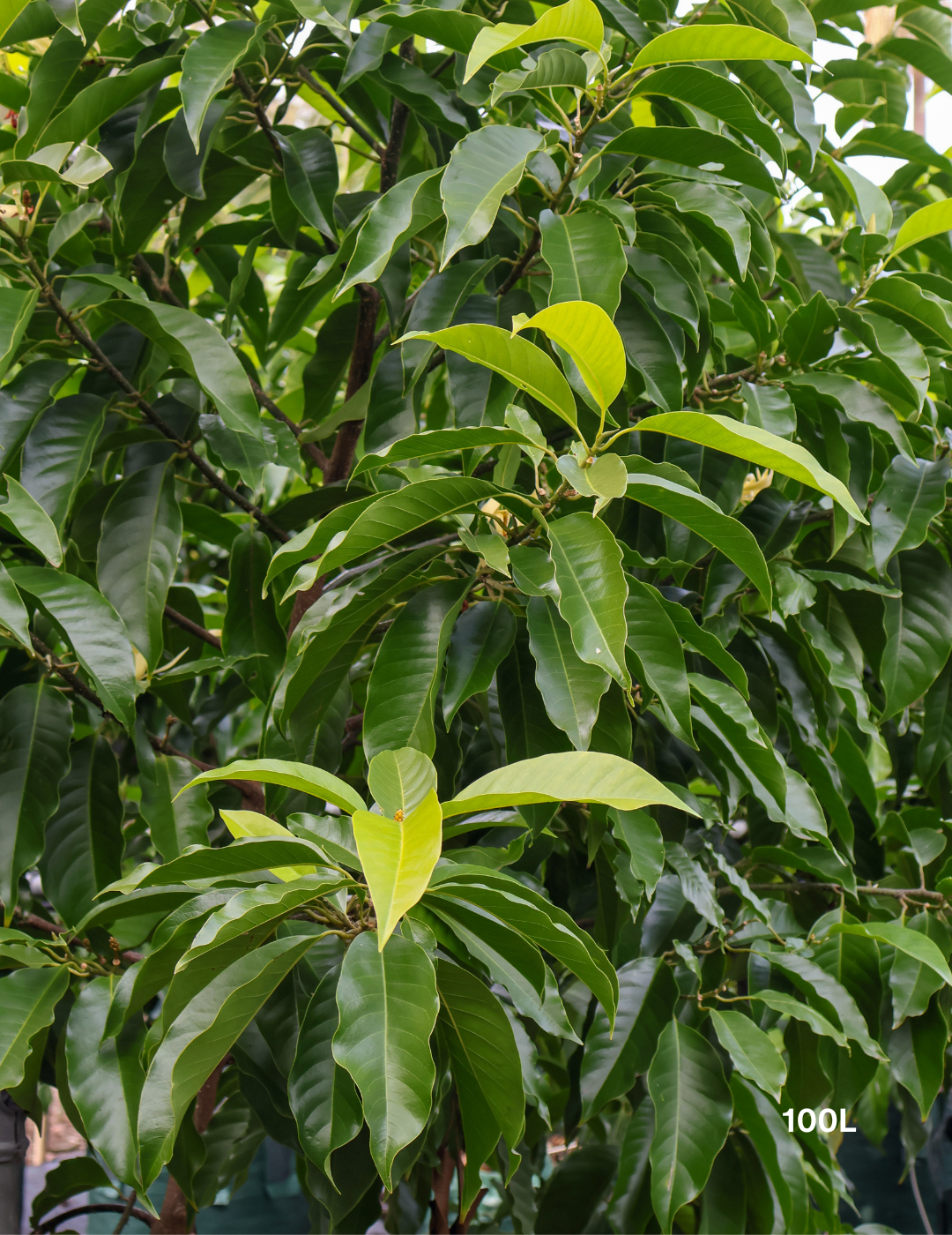 Michelia alba – White Champaca - Evergreen Trees Direct